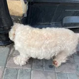Собака в добрые руки 2