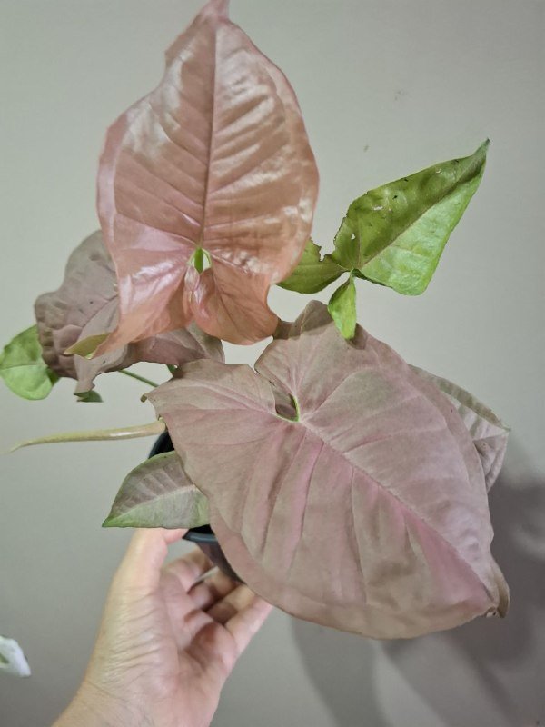 Монстера, Эуфорбия, Сингониум, Аспарагус, Композиция, Фикус 5