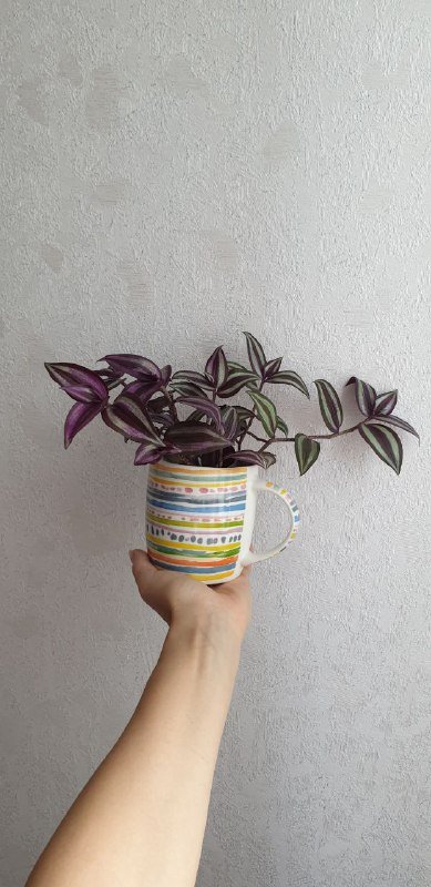 Традесканция 2