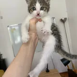 Котенок 3