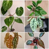Комнатные растения 2