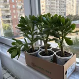 Комнатные растения: фикус, кротон, монстера, драцена 9