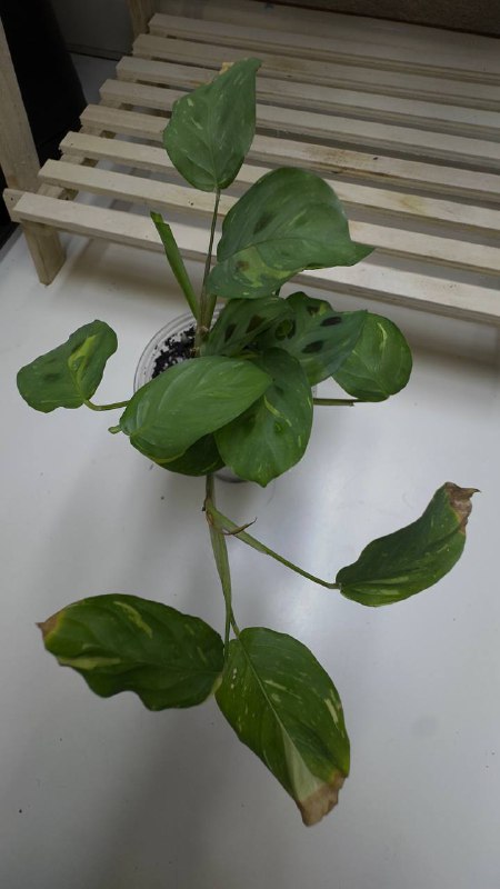 Philodendron Scandens, Philodendron Crocodile, Syngonium Panda, Maranta Variegated, Monstera Adansonii, Philodendron New Red 6