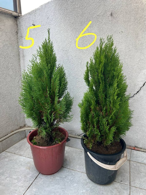 Туи западные Smaragd и можжевельник в горшках 3