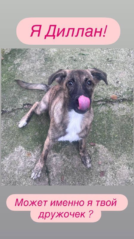 Собака мальчик Диллан для семьи 2