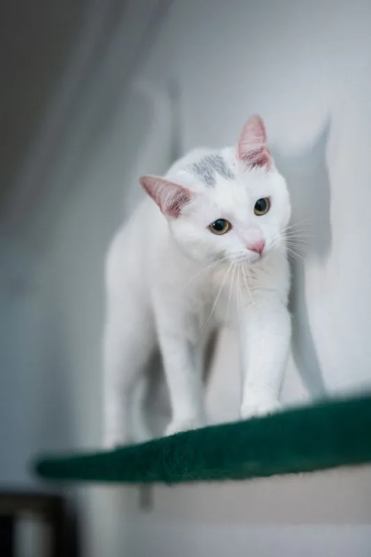 Кошечка Аляска 3