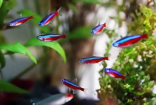 Неоны, Данио голубой, сомики-коридорасы, креветки 3