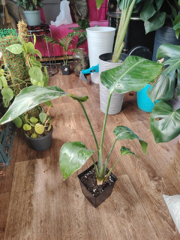 Стрелиция Николая