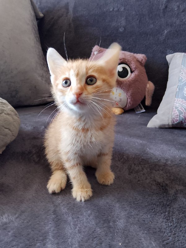 Котёнок Рыжик ищет дом 3