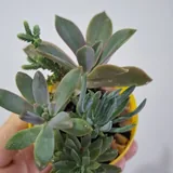 Кактусы, суккуленты, комнатные растения, монстеры, руэллия 7