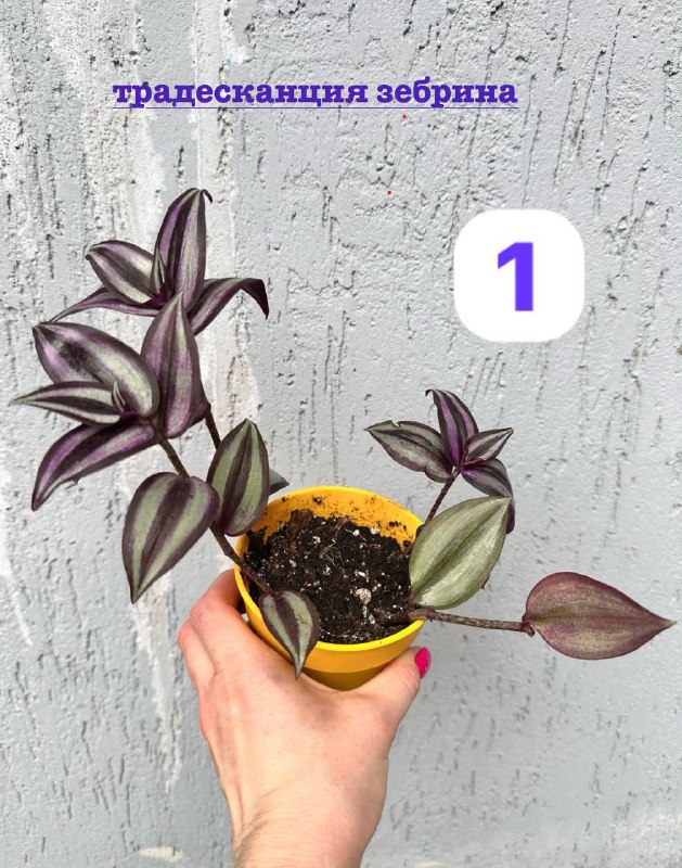 Традесканция зебрина, кофе арабика, цитрус цветы в горшках