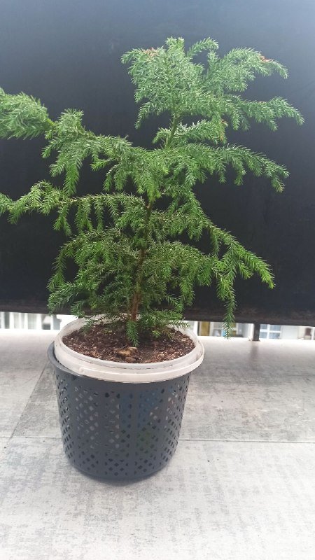 Ёлочка 25 см, герань 2 шт 12 см, цветочек 20 см 3