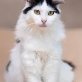 Кошка 3