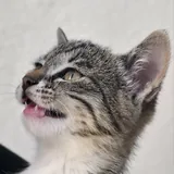 Котенок Фазя ищет дом 2