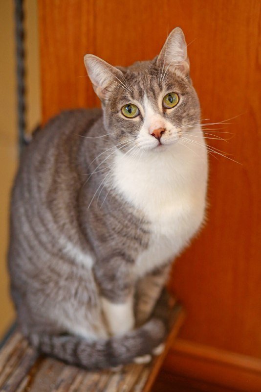 Кот Шива из Кахетии для дома и любви