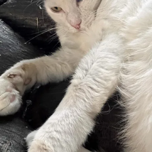 Кошка Луми ищет дом