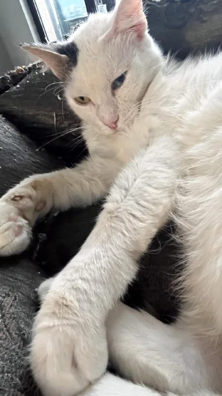 Кошка Луми ищет дом 1