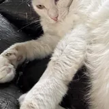Кошка Луми ищет дом 1