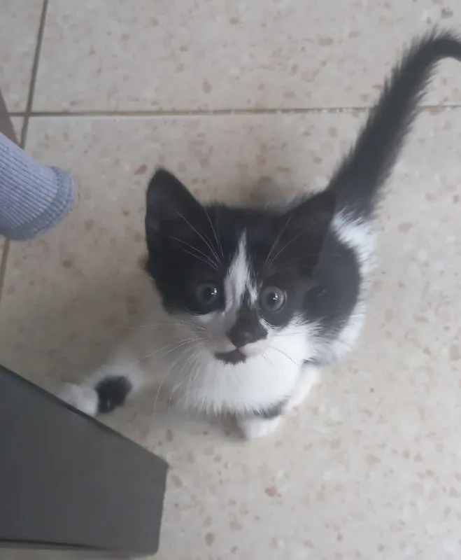Котята 1