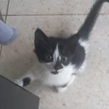 Котята 1