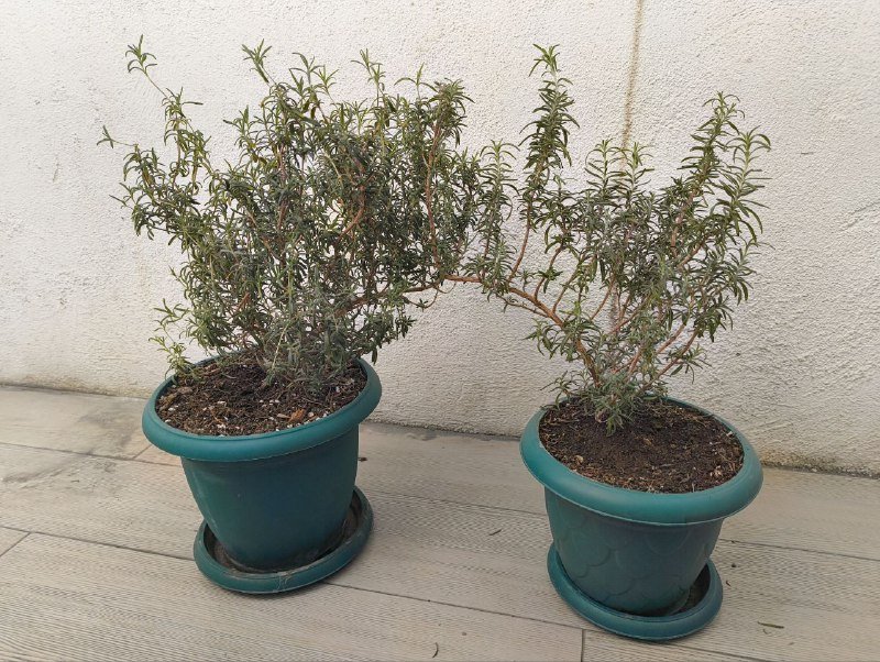 Два растения розмарина