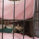 Котёнок Барни 2