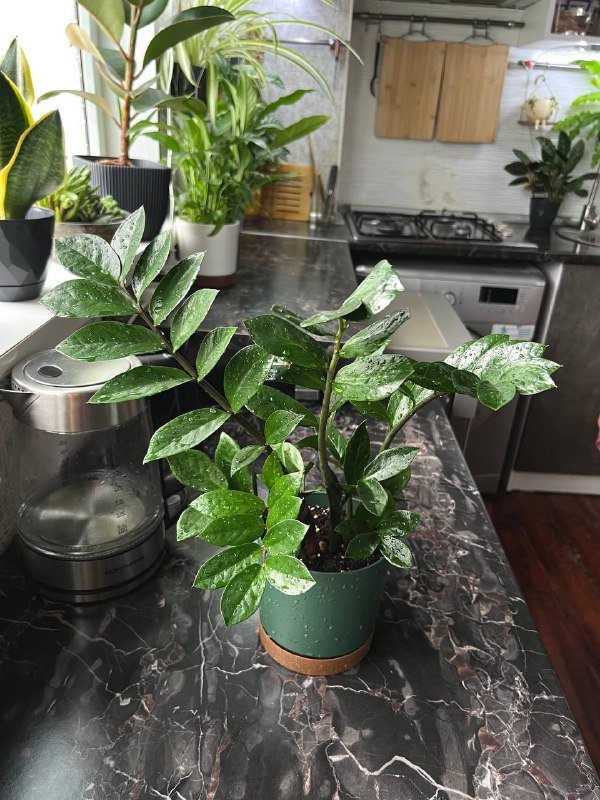 Орхидеи мини, Папоротник, Замиокулькас 6