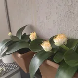 Домашние цветы 1