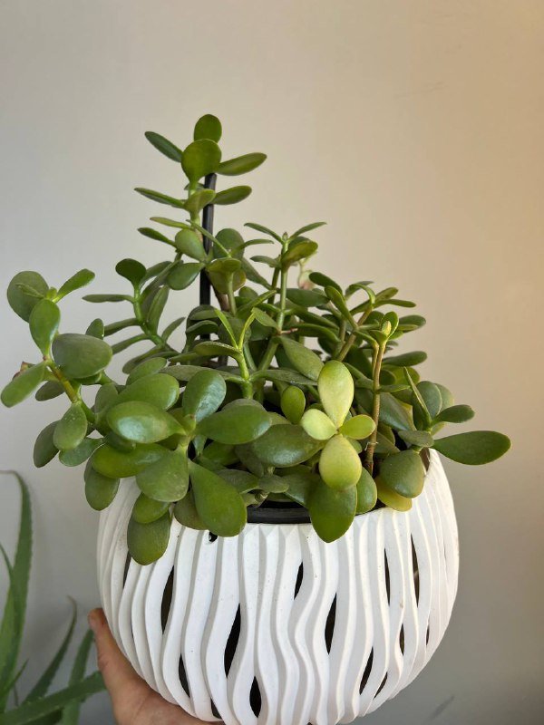 Комнатные растения: Пеперомия, Крассула, Колеус и другие 4