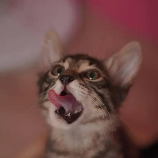 Котёнок Маршалл, 4 месяца