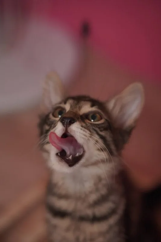 Котёнок Маршалл, 4 месяца 1