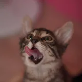 Котёнок Маршалл, 4 месяца 1