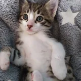 Кошечка 1