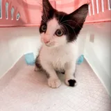 Котенок Орион 1