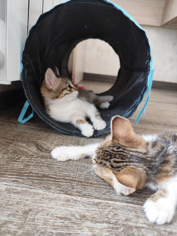 Котята Киси и Твиши ищут хозяев 5
