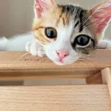 Котёнок Крошка 6