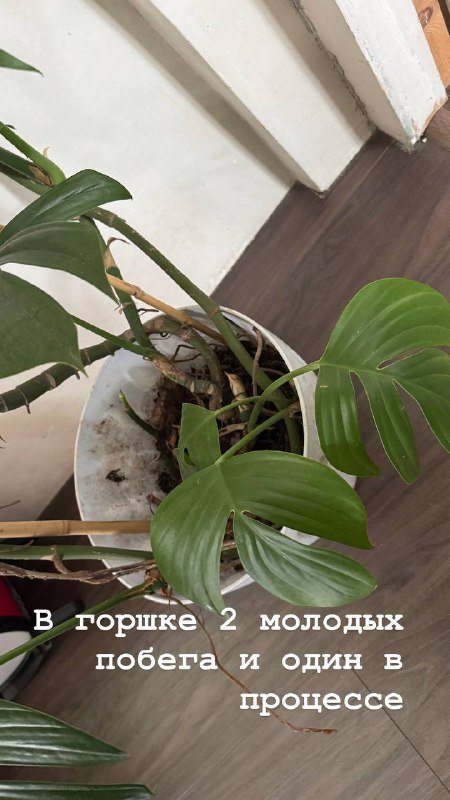 Цветы 5