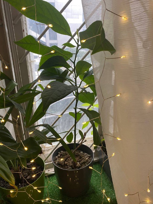 Комнатные растения 9