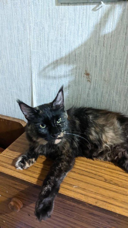 Котята мейнкуны 3 месяца привитые воспитанные