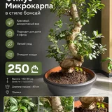 Комнатный бонсай 2