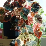 Бегония Mazae var. Nigricans 1