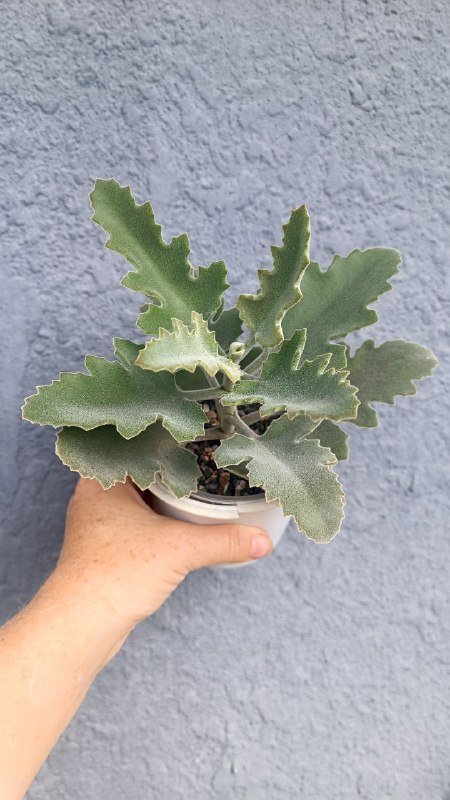 Каланхоэ Федченко, Каланхоэ Бехарское, композиция суккулентов 2