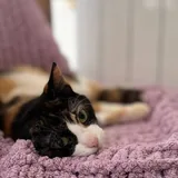 Кошка Клякса 4
