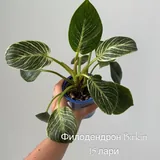 Комнатные растения, цветы 4