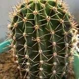 Кактусы 1