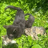 Котята, кошка 5