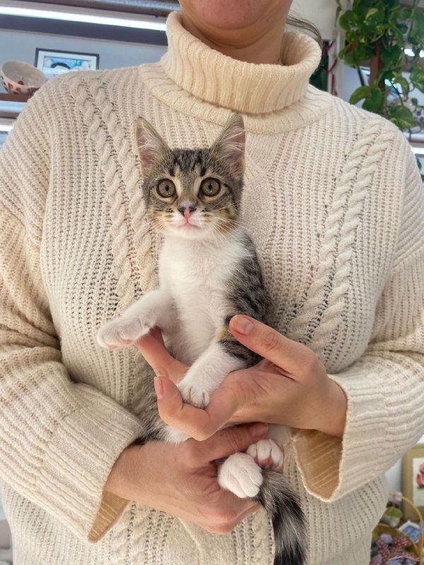 Кошка Сулико, 3 месяца, ищет дом 5