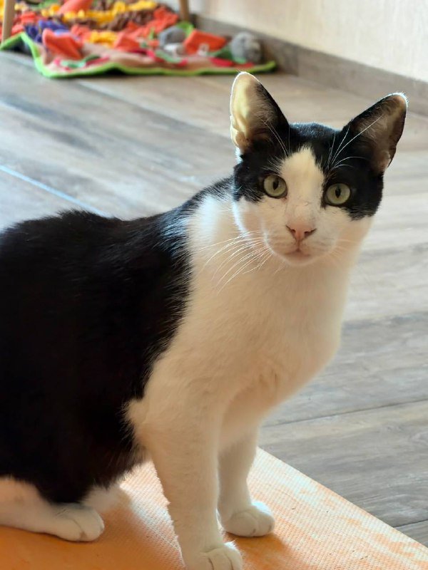 Кот Тесла для дома