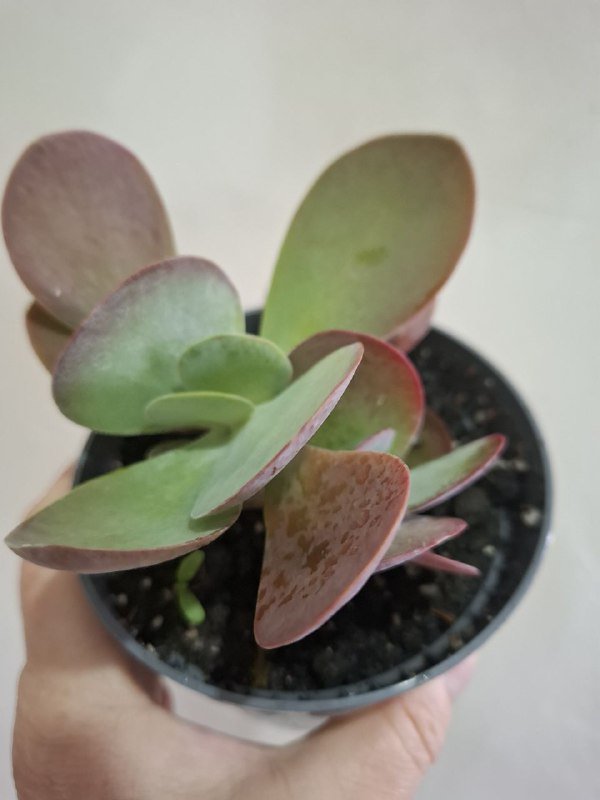 Комнатные растения разные виды 2