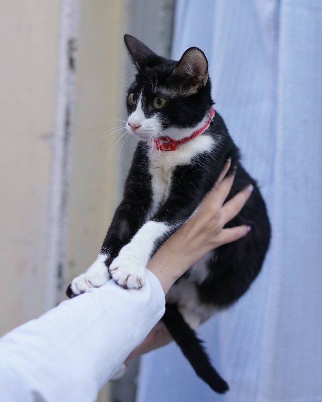 Котенок Вишенка для принятия в семью 2